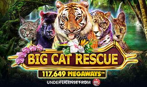 522 bet Big Cat Rescue Megaways Slot